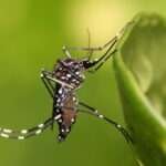pinda dengue