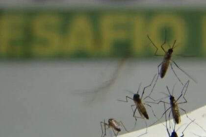 epidemia de dengue