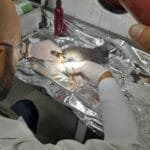 Filhote de gato patas amputadas