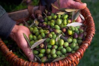 Azeites azeitonas olivicultura