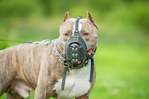 São José dos Campos pode exigir seguro obrigatório para tutores de pitbulls e cães considerados perigosos